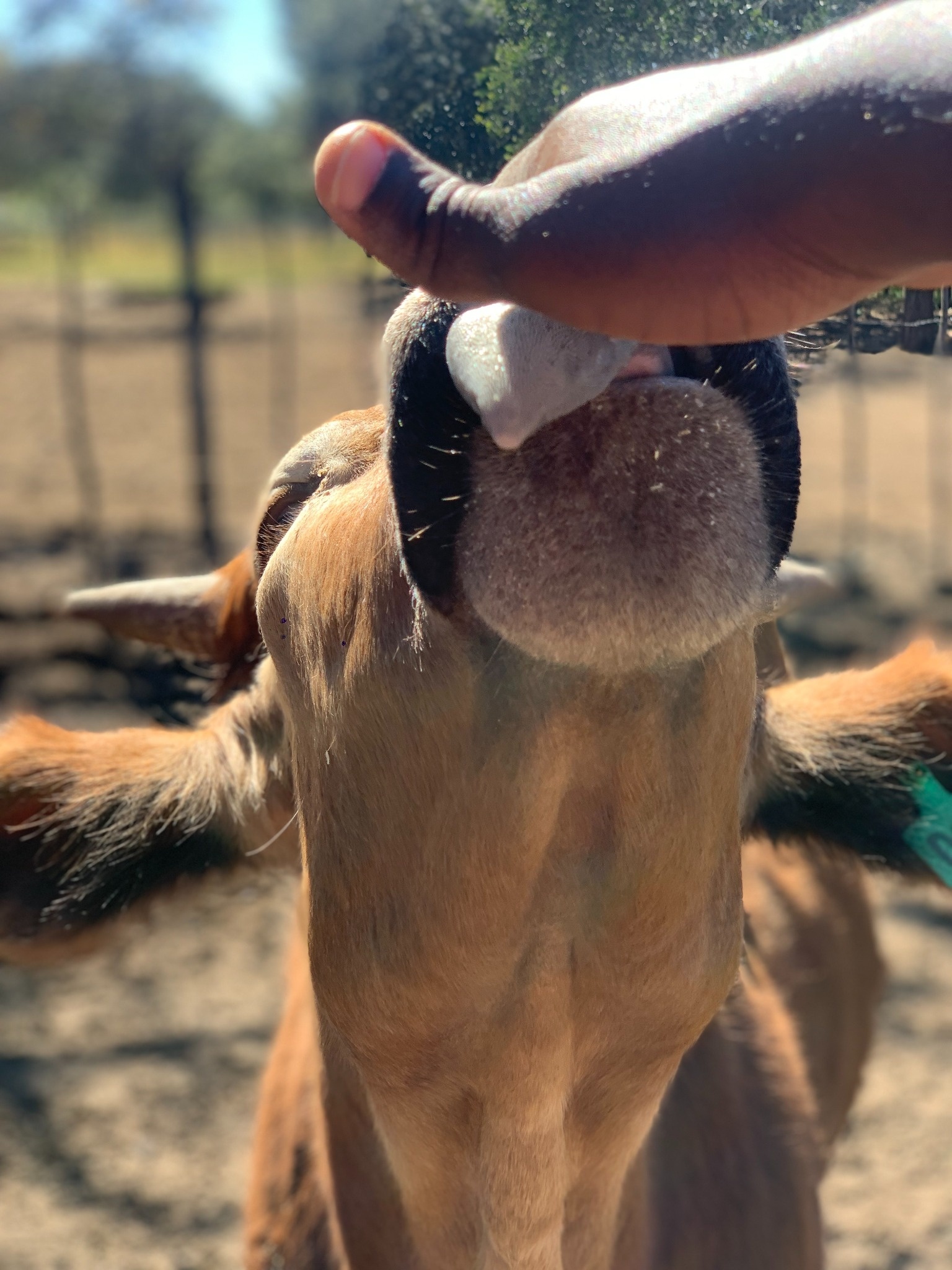 Cattle breeding stock